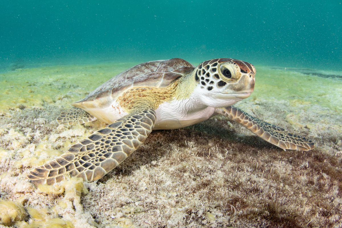 Sea Turtle on Sea Floor