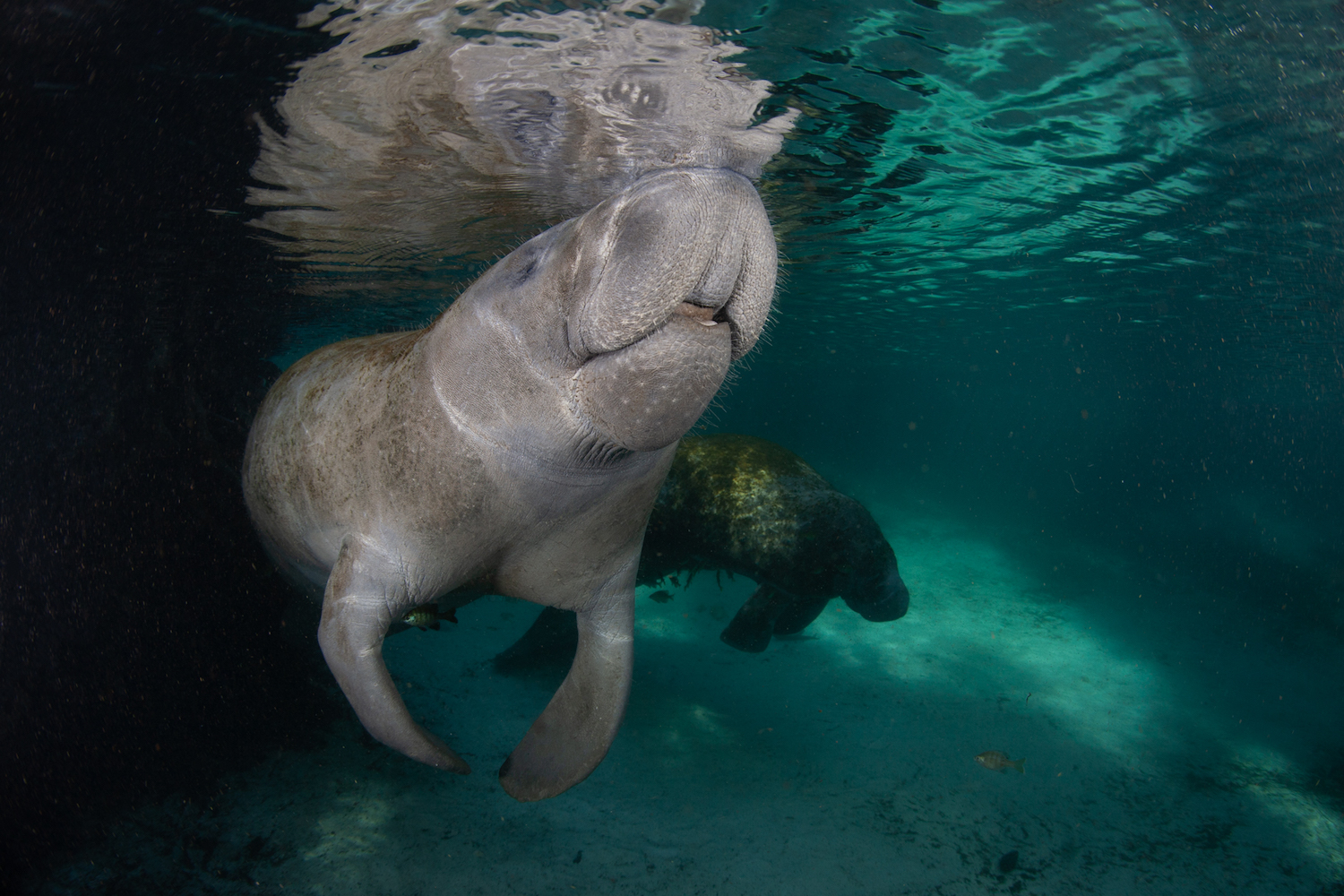 Manatee Injured By Boat