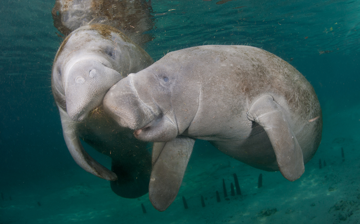 Manatees Together in Spring