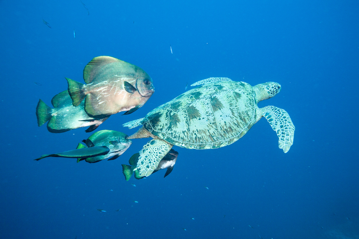 Fish following Sea Turtle