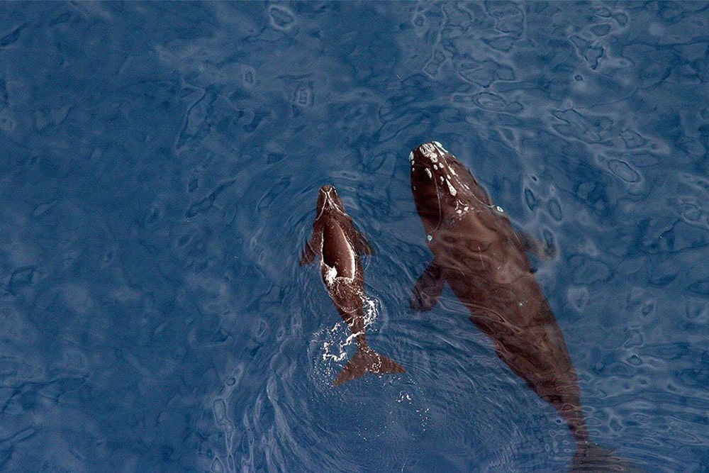 Mother right whale swimming with baby at surface of the ocean